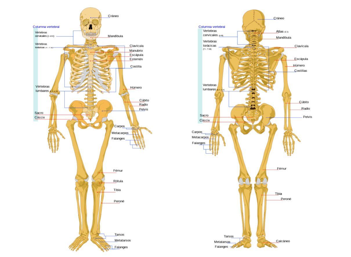 Sistema esquelético del hombre. Huesos, cartílagos, articulaciones