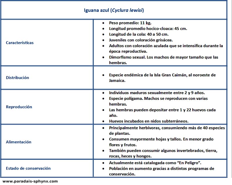 Ficha descriptiva de la iguana azul, Cyclura lewisi
