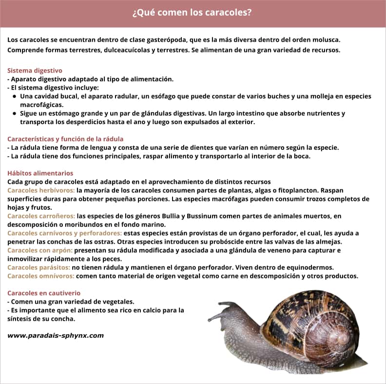 Ficha descriptiva sobre qué comen los caracoles, según especie