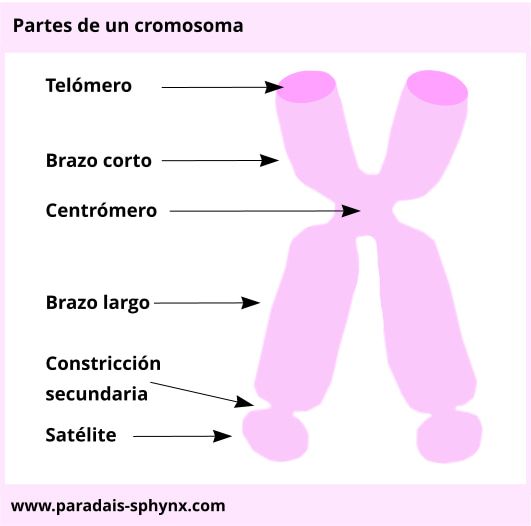 Partes de un cromosoma