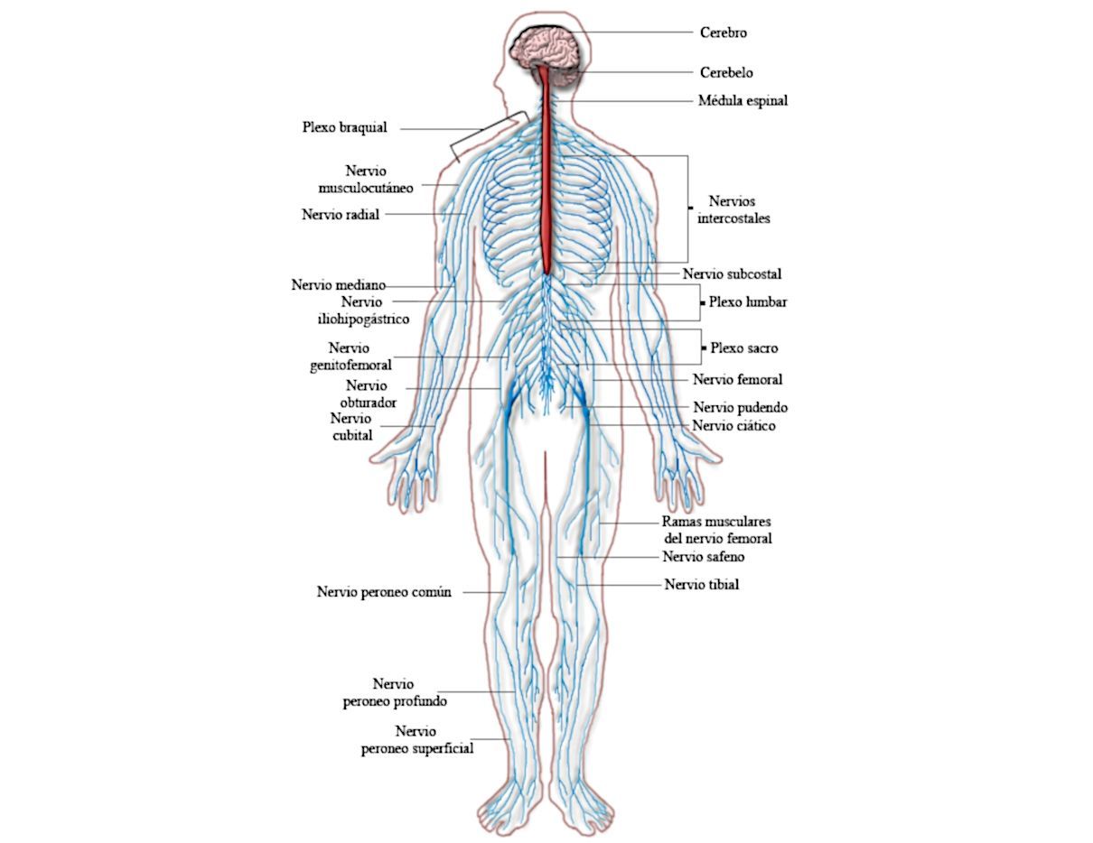 Sistema nervioso humano, funciones, partes o componentes