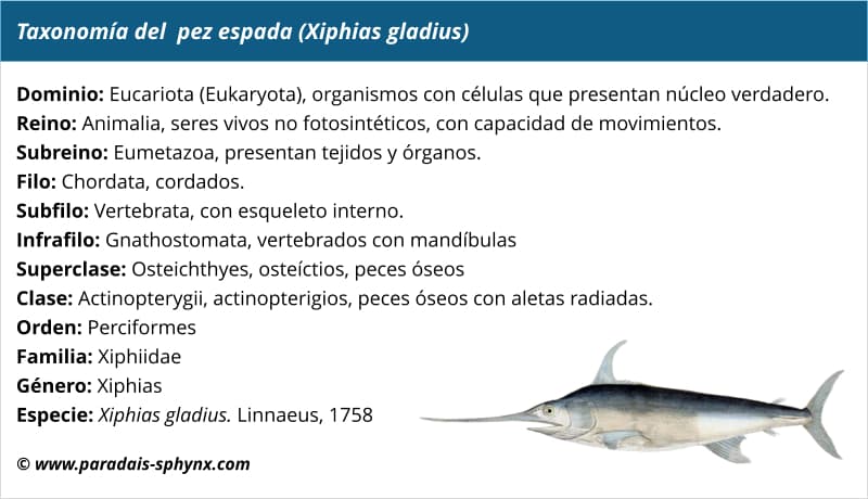 Taxonomía o clasificación científica del pez espada, Xiphias gladius