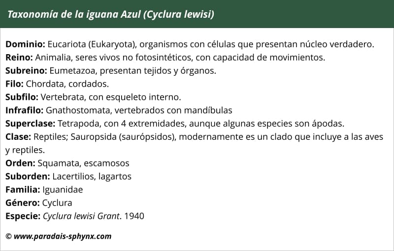 Taxonomía de la iguana azul, Cyclura lewisi. Clasificación científica.