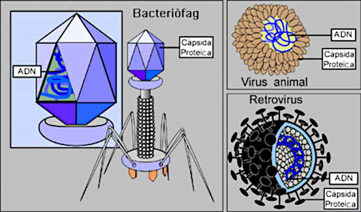 Diferentes virus y su estructura