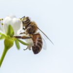 abejas-en-peligro-de-extincion