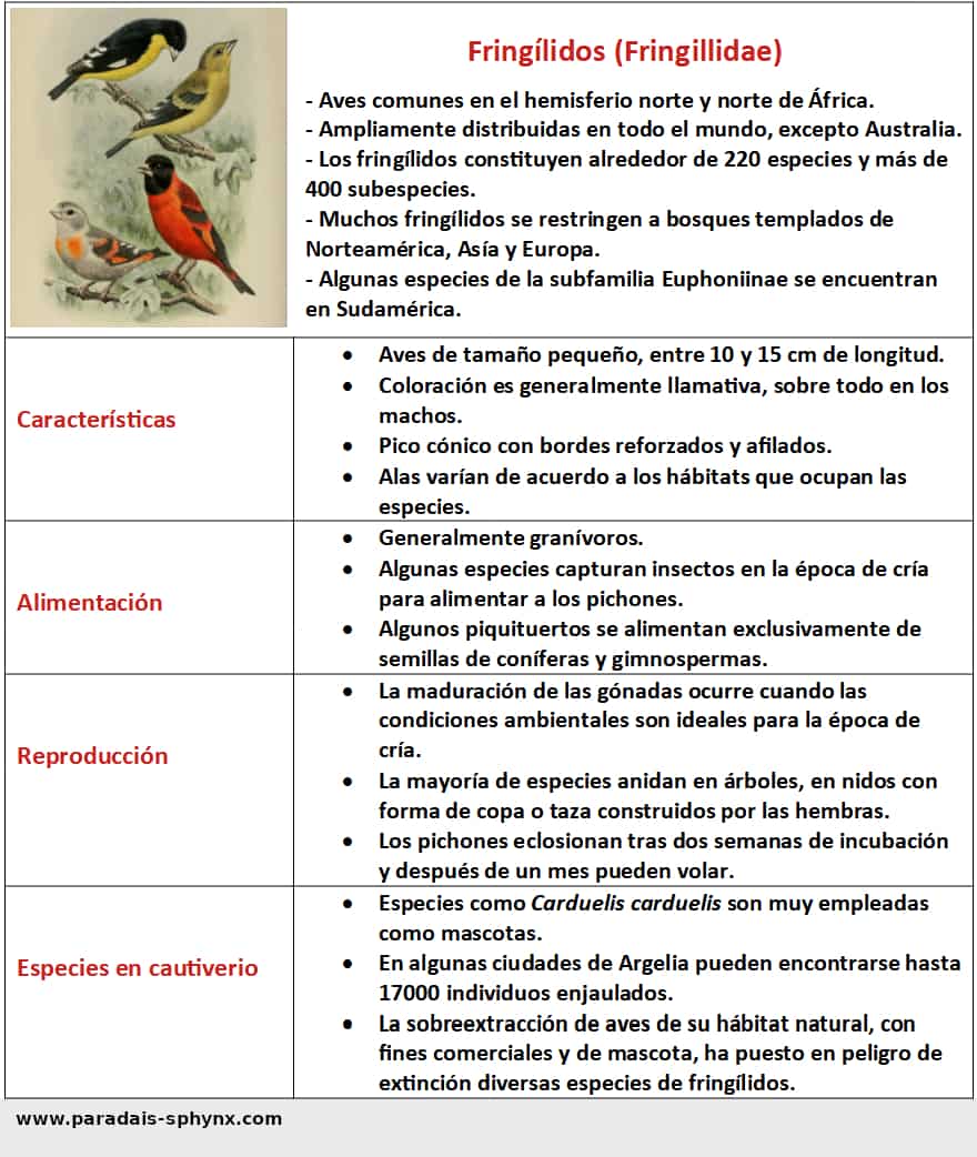 Fringílidos (Fringillidae), características y ejemplos representativos