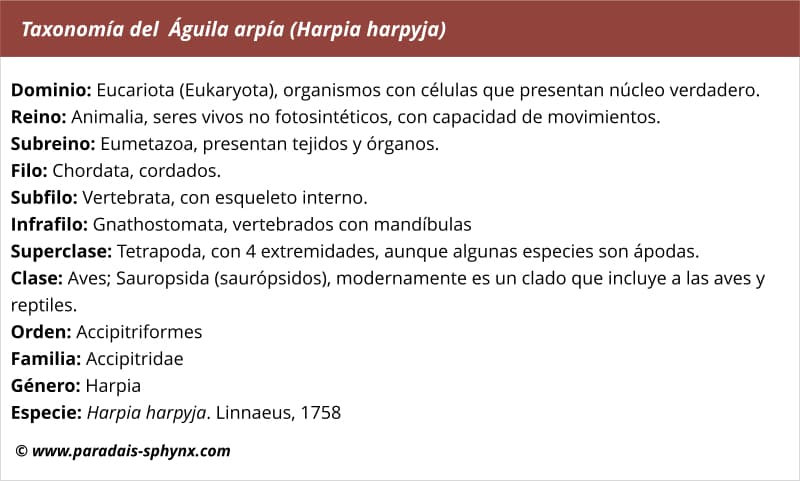 Taxonomía del águila Águila arpía (Harpia harpyja)