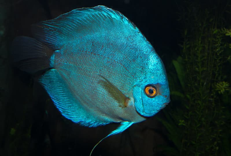 Disco azul, Symphysodon aequifasciatus, un pez del amazonas