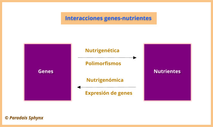 Diferencia entre nutrigenómica y nutrigenética