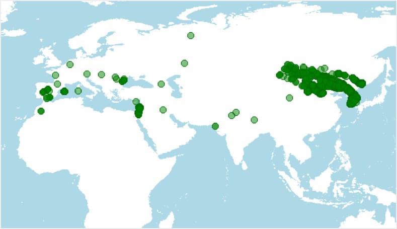 Dónde vive, distribución del buitre negro, Aegypius monachus
