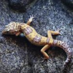 gecko-leopardo-eublepharis-macularius