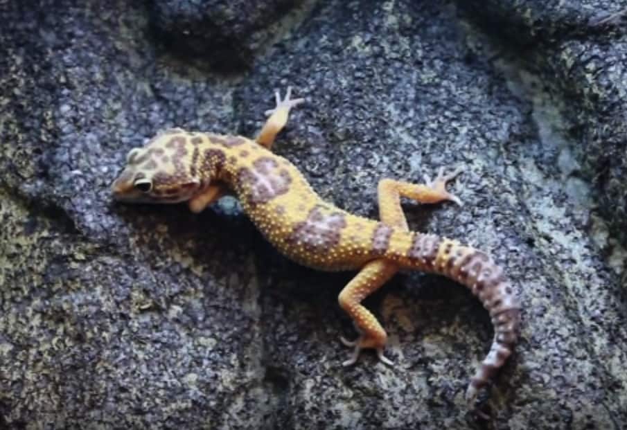 Gecko leopardo, Eublepharis macularius