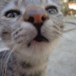 mi-gato-estornuda