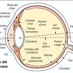 ojo-humano