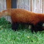 panda-rojo-ailurus-fulgens