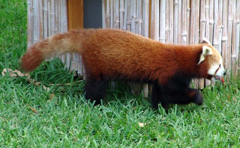 Panda rojo, Ailurus fulgens, un hermoso habitante de las montañas asiáticas