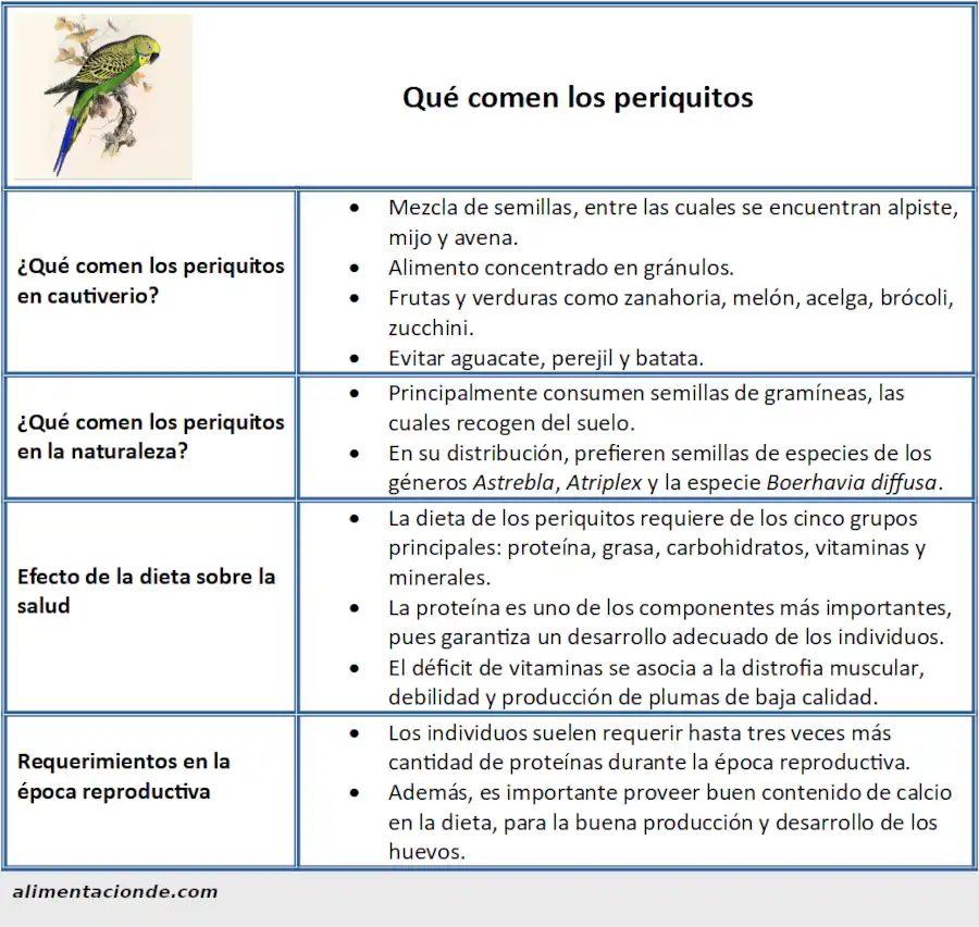 Ficha sobre qué comen los periquitos (Melopsittacus undulatus)