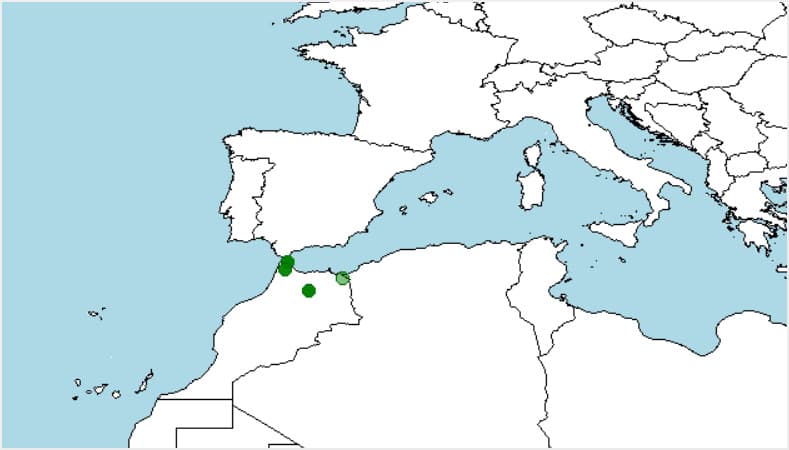 Salamandra algira, un llamativo anfibio del norte de África