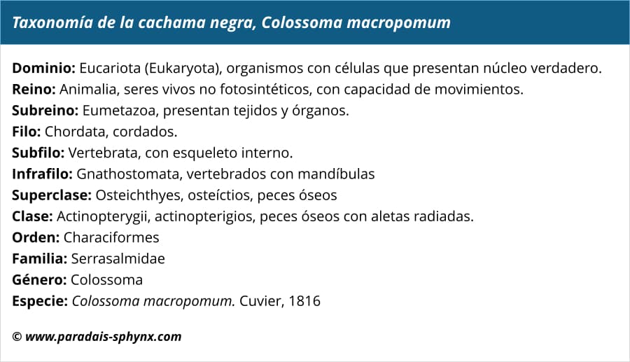 Taxonomía de la cachama negra, Colossoma macropomum