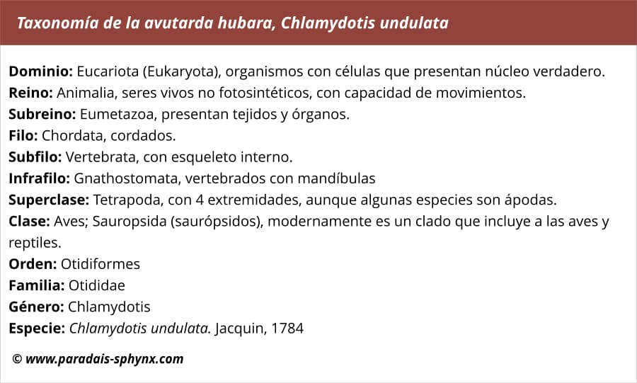 Taxonomía de la avutarda hubara, Chlamydotis undulata