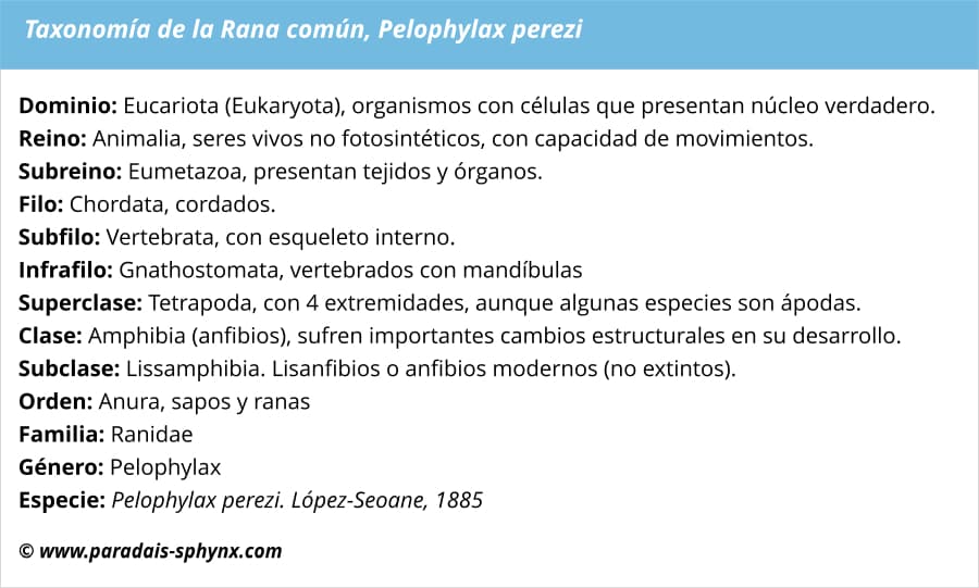 Taxonomía de la rana común, Pelophylax perezi