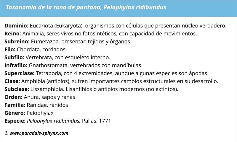 Taxonomía, clasificación de la rana de pantano, Pelophylax ridibundus