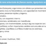 taxonomia-de-rana-arboricola-de-flancos-azules-agalychnis-annae-1
