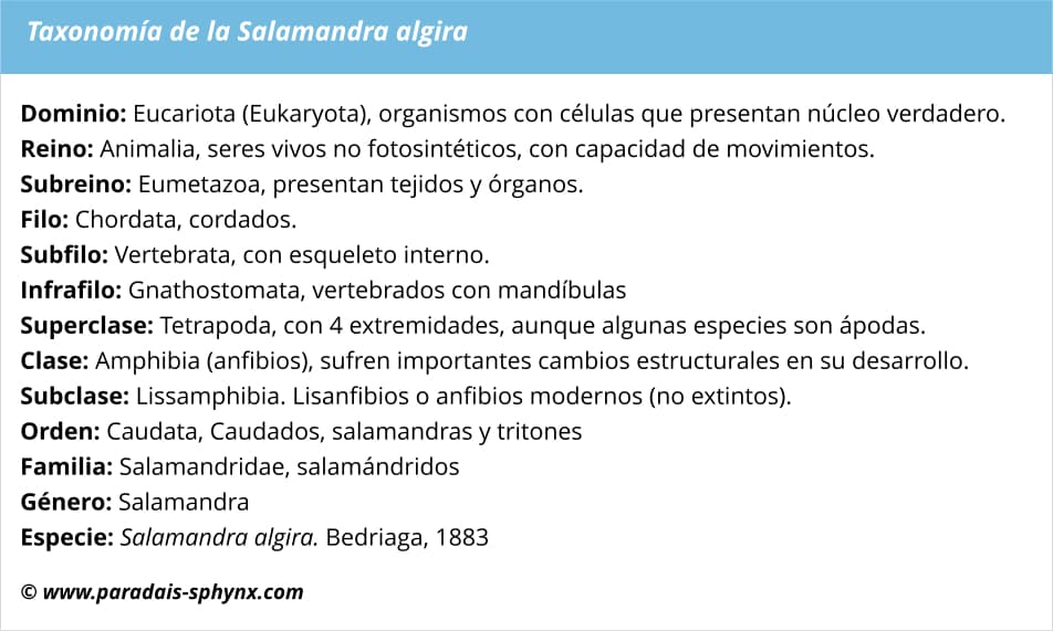 Taxonomía, clasificación científica de  la salamandra algira