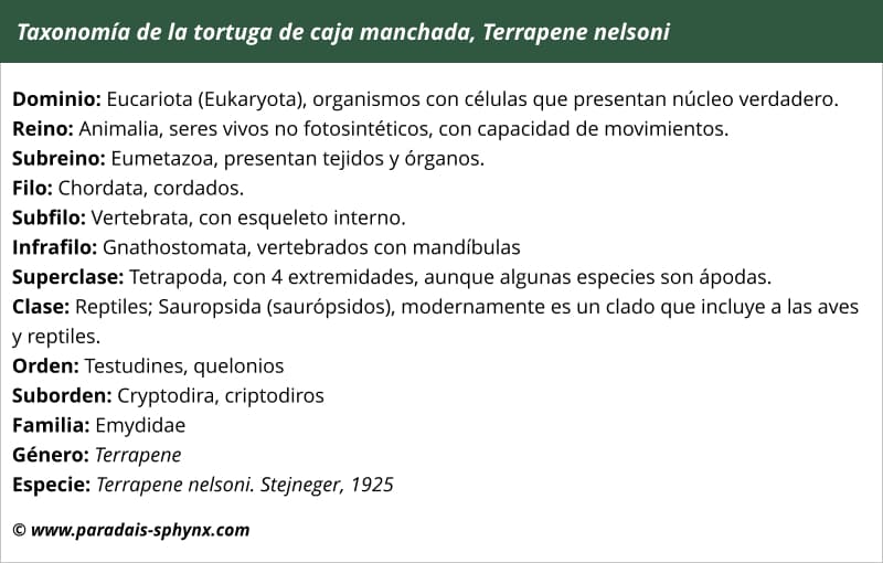 Taxonomía, clasificación científica de la Tortuga de caja manchada, terrapene nelsoni