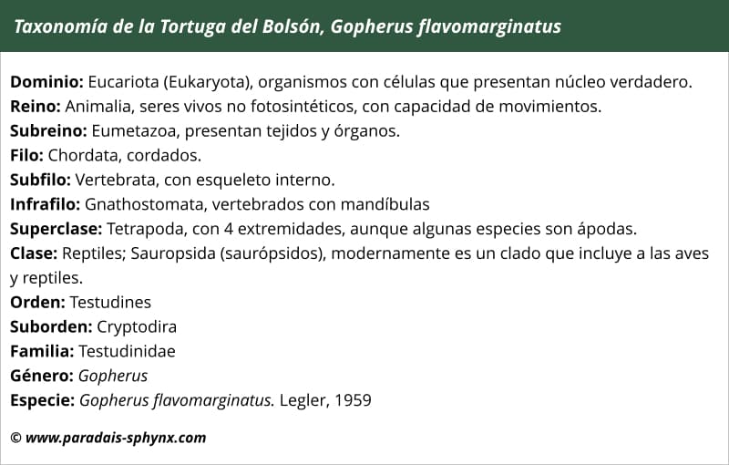 Taxonomía o clasificación científica de la tortuga del Bolsón, Gopherus flavomarginatus