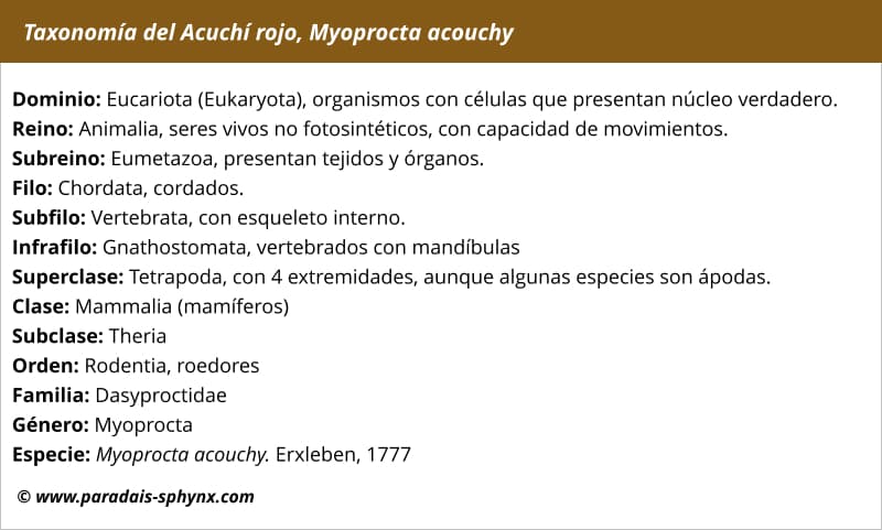 Taxonomía, clasificación del acuchí rojo, Myoprocta acouchy