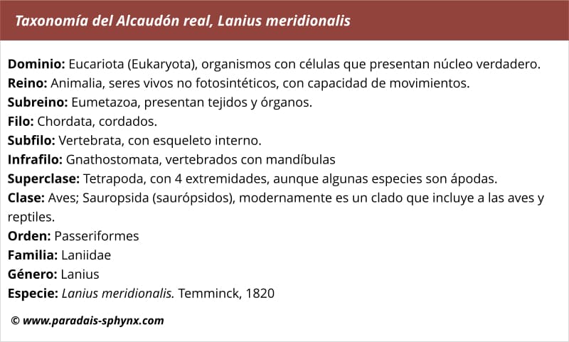 Taxonomía del alcaudón real, Lanius meridionalis
