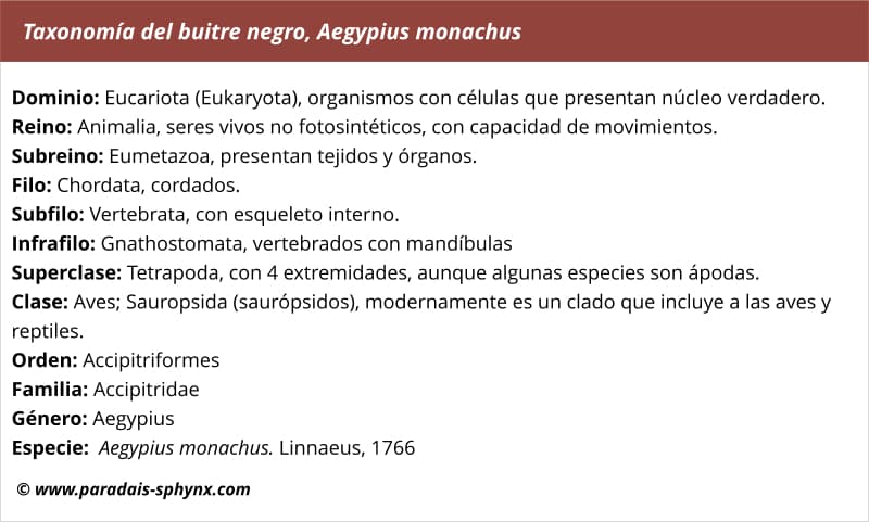 Taxonomía, clasificación científica del buitre negro, Aegypius monachus