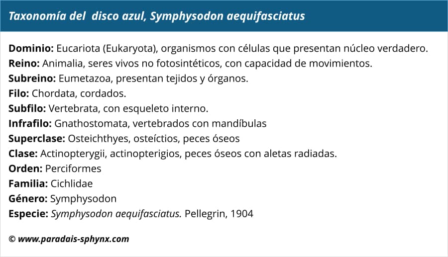 Taxonomía del disco azul, Symphysodon aequifasciatus