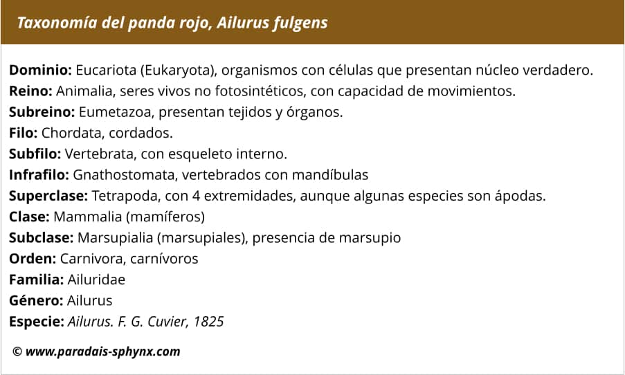 Taxonomía del panda rojo, Ailurus fulgen