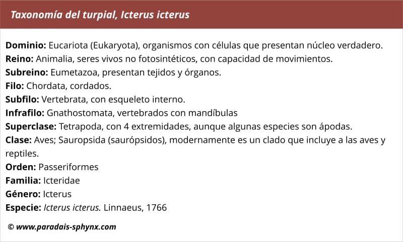 Taxonomía, clasificación del turpial, Icterus icterus