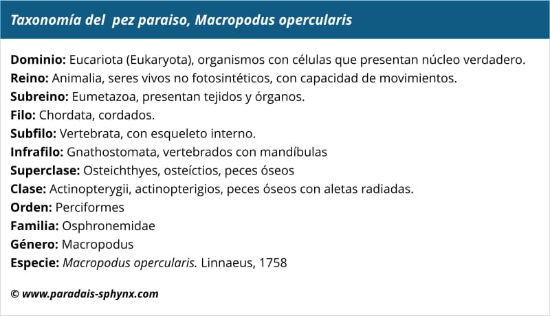 Taxonomía del pez paraíso, Macropodus opercularis