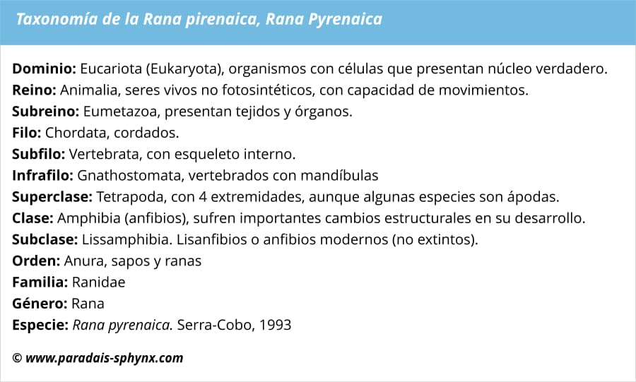 Taxonomía de la rana pirenaica, Rana pyrenaica
