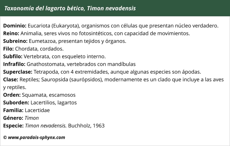 taxonomía, clasificación del lagarto bético, Timon nevadensis