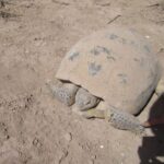 tortuga-del-bolson-gopherus-flavomarginatus