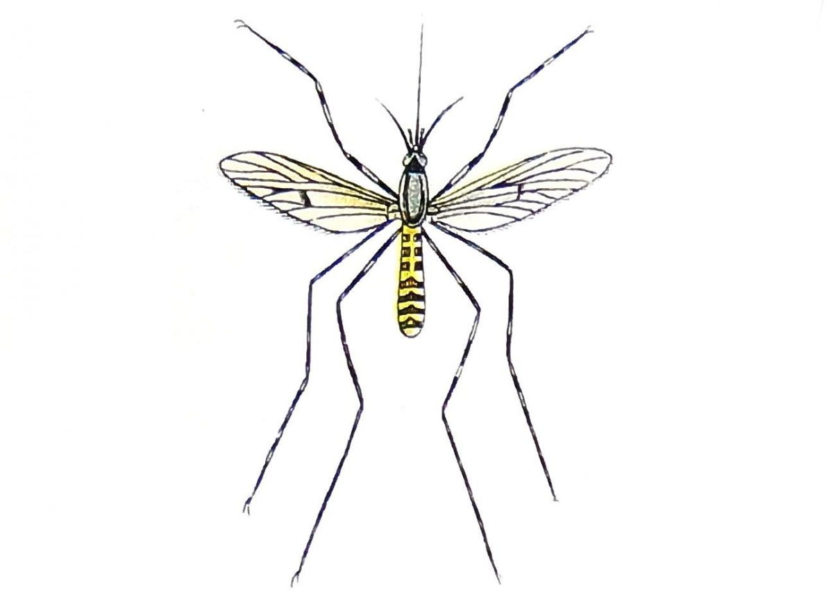 Toxicidad en la picadura de mosquitos