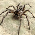 arana-lobo-lycosa-tarantula