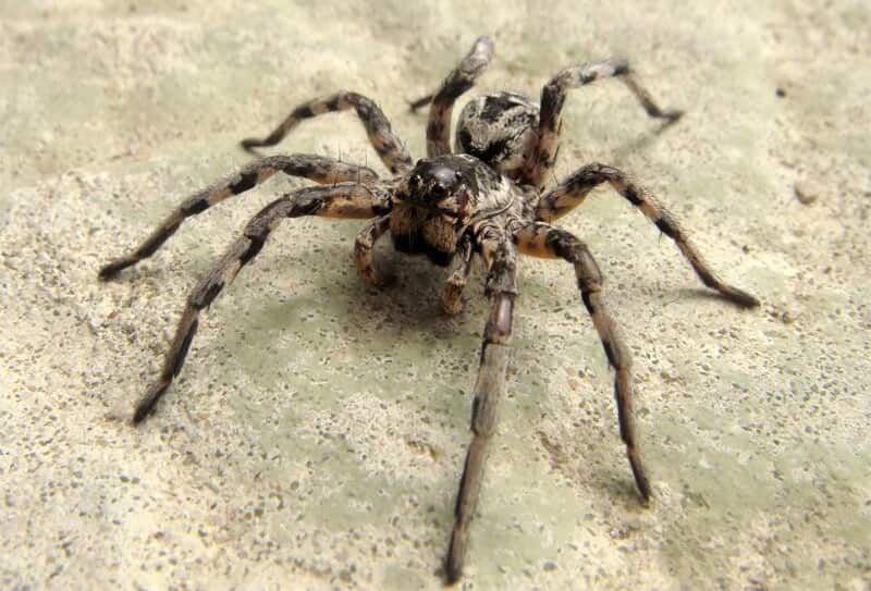 Araña lobo, Lycosa tarantula