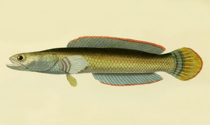 Channa orientalis, pez cabeza de serpiente de Ceilán