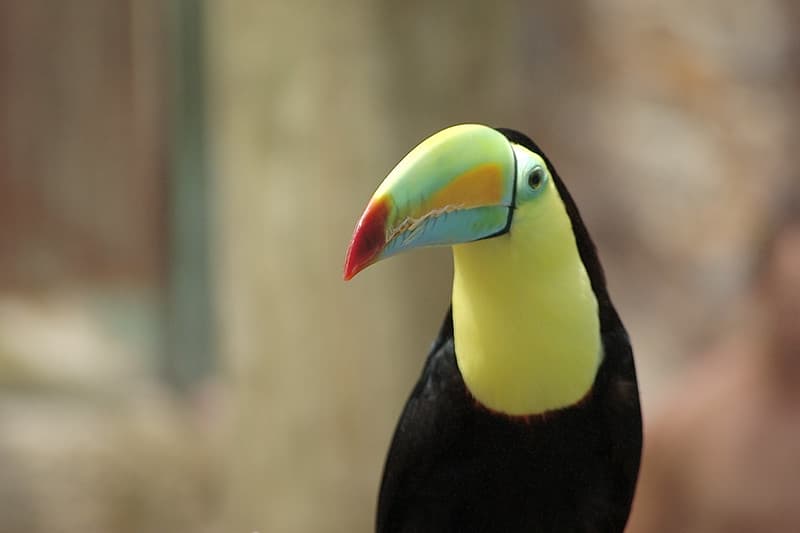 Coloración de las aves, por qué tienen bellos colores