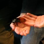 cucaracha-gigante-de-madagascar-gromphadorhina-portemtosa