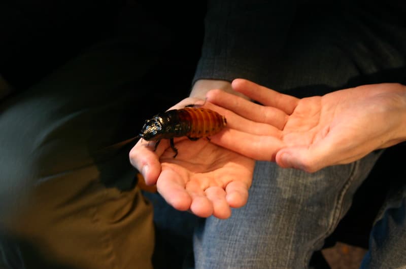Cucaracha gigante de Madagascar (Gromphadorhina portentosa)