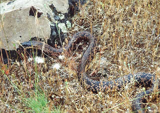 Culebra ratonera, Philodryas trilineata, un irritable y arisco reptil