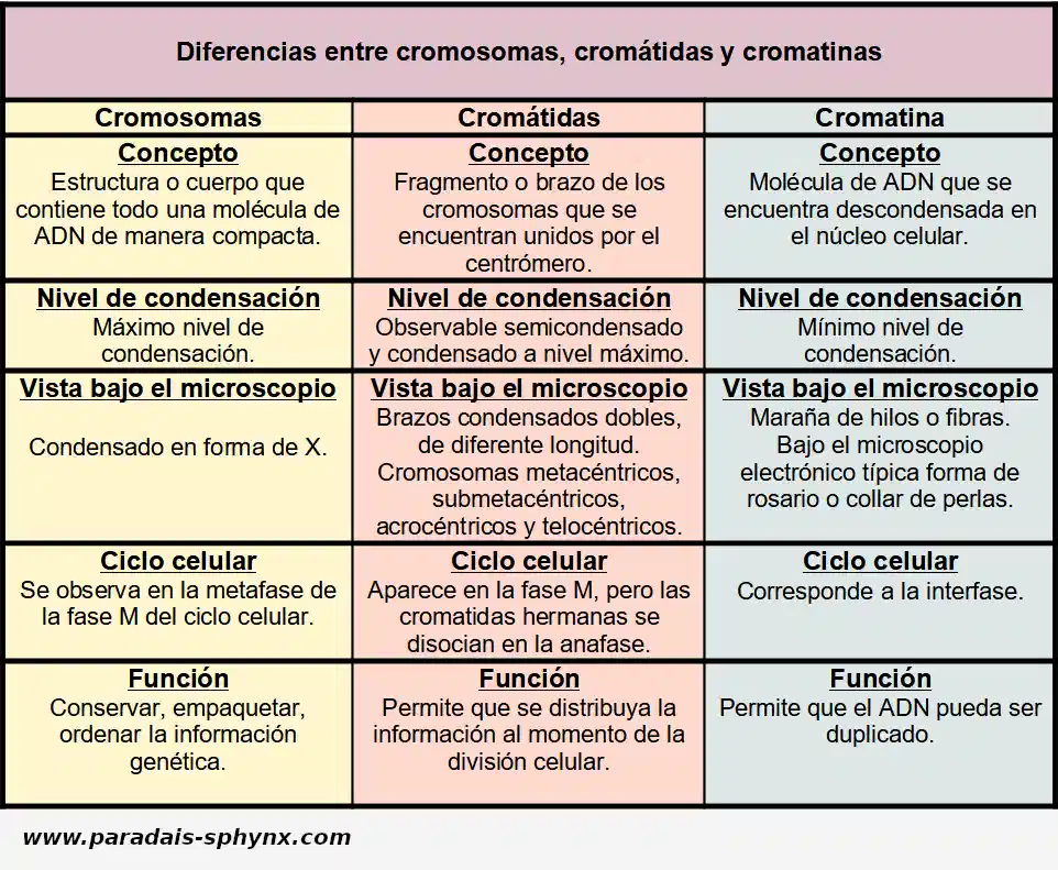 Diferencias entre cromosomas, cromátidas y cromatina
