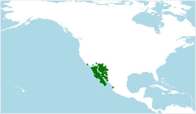 Distribución del Sapo del desierto de Sonora, Incilius alvarius
